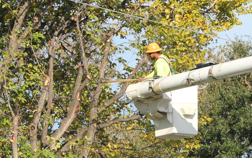 Tree Trimming