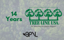 Tree Line 2024 Thumbnail